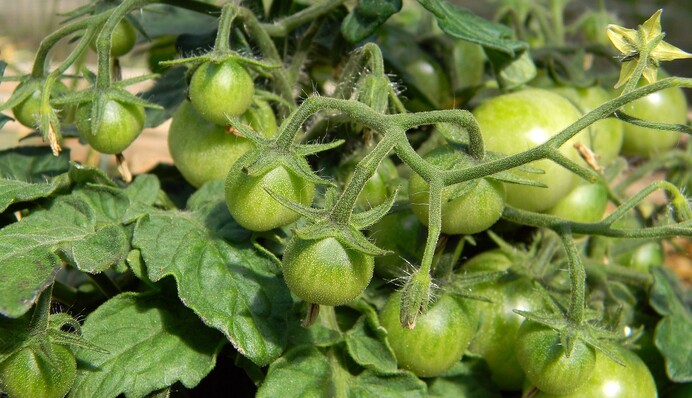 Чем подкормить томаты во время налива плодов: советы для увеличения урожая