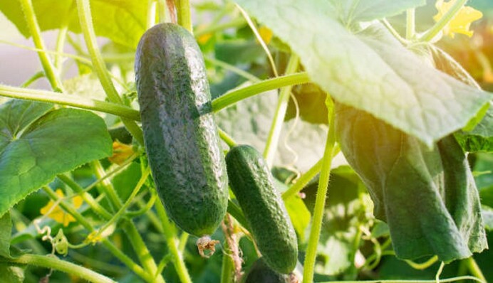 Почему желтеют листья огурцов: причины и народные способы спасения урожая