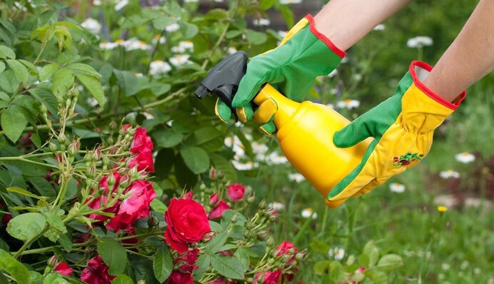 Можно потерять весь куст: как спасти розы от серой гнили