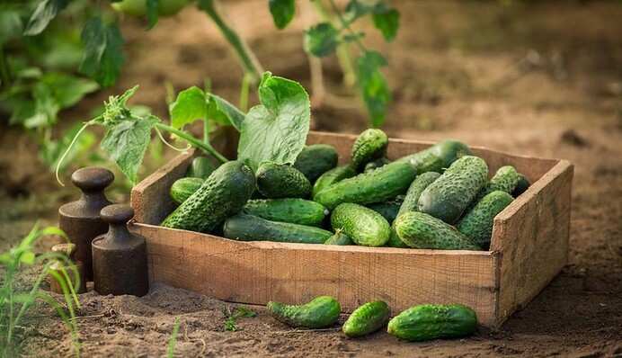 Як правильно прищипувати огірки, щоб урожай збирати відрами