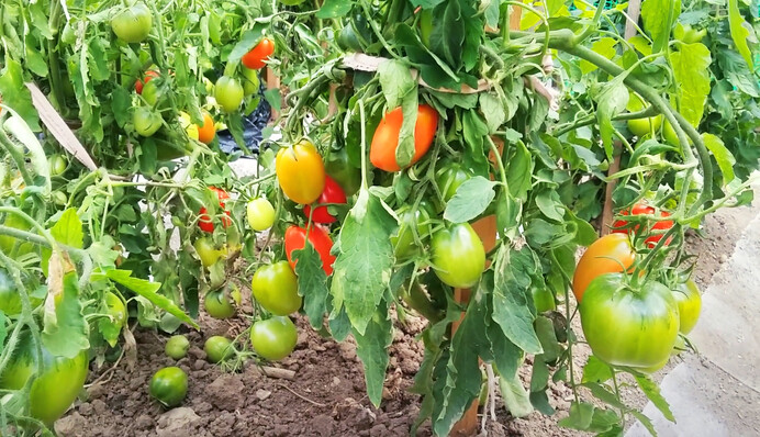 Чем удобрить помидоры во время цветения: натуральное удобрение найдется в каждом холодильнике
