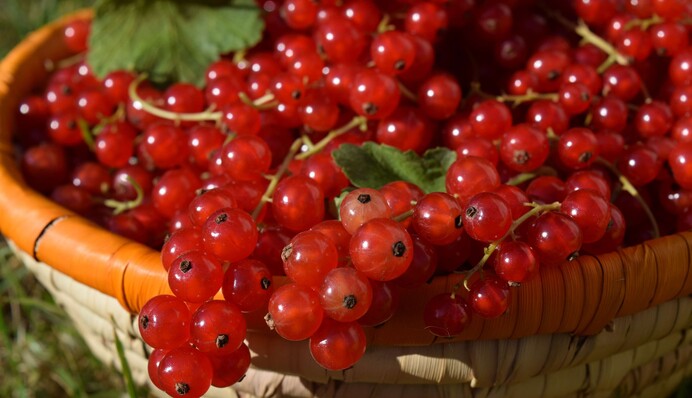 Что приготовить из красной смородины, но не варенье: рецепты вкусных соусов к мясу