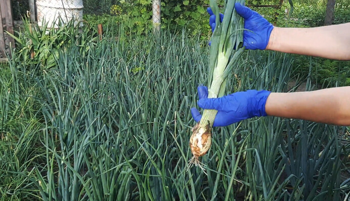 Як збільшити розмір головок цибулі за допомогою простого підживлення у червні
