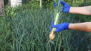 Как увеличить размер головок лука с помощью простой подкормки в июне
