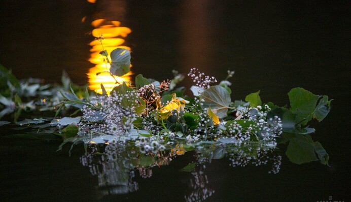 Як сплести вінок на Івана Купала, щоб залучити кохання і удачу: обирайте правильні квіти