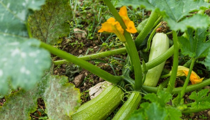Почему желтеют и гниют кабачки: советы опытных огородников, как спасти урожай