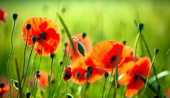 Сезон побачень, романтики і блиску:  гороскоп для всіх знаків Зодіаку на липень