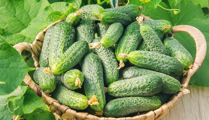 Екологічний засіб від шкідників на огірках: вже за 48 годин можна буде вживати в їжу