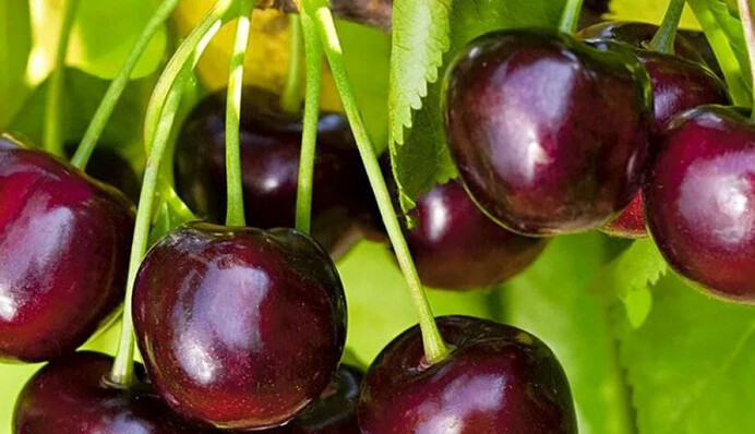 Закуска из вишни к мясу по-азербайджански: попробуйте и будете готовить только ее