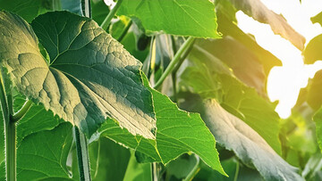 Паутинный клещ на огурцах: чем обработать растения от вредителей