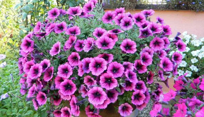 Будуть цвісти до самих морозів: чим підживити петунії і сурфінії