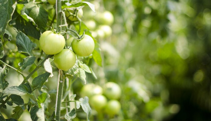 Урожай збільшиться на 30%: чому важливо не пропускати друге підживлення томатів