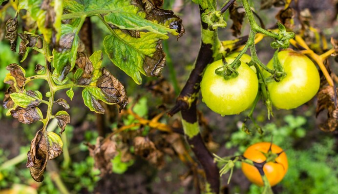 Як врятувати помідори від фітофтори: перевірена схема боротьби з хворобою