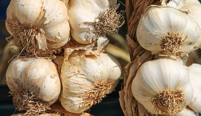 Когда выкапывать чеснок и что сделать, чтобы он дольше хранился