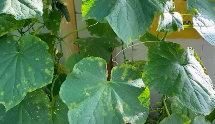 На листьях огурцов появились желтые пятна: как спасти урожай от пероноспороза