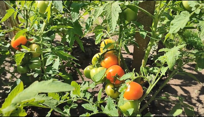 Как спасти помидоры от жары: срочно сделайте это, чтобы не потерять урожай