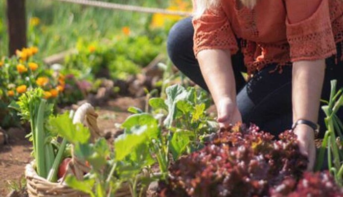 Можна зібрати ще один урожай: посівний календар на серпень