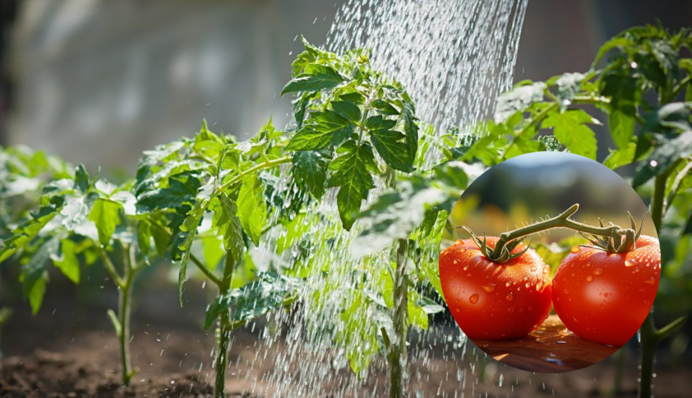 Как правильно поливать помидоры, когда на улице адская жара: секреты опытного огородника