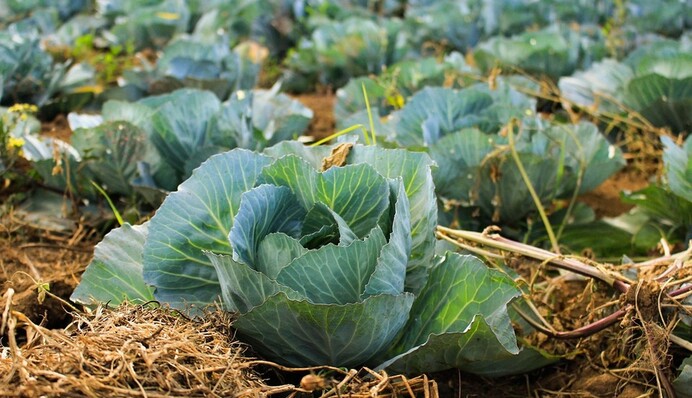 Як позбутися білокрилки на капусті без хімії: перевірений метод від досвідченого городника