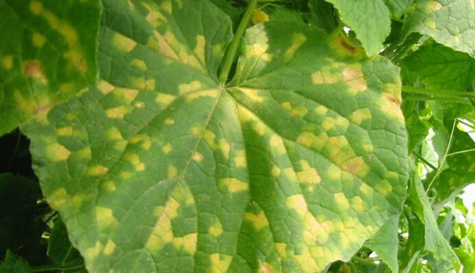 Городник розповів про копійчаний засіб з аптеки, який врятував його урожай огірків