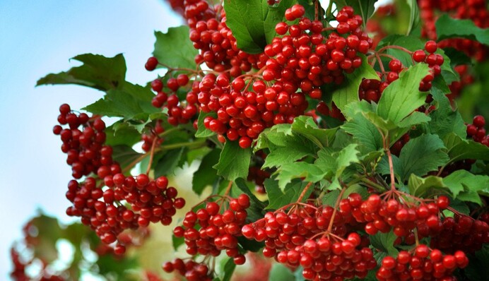 Испеките ягодный пирог, чтобы привлечь любовь: какой праздник 23 июля и что сегодня нельзя делать