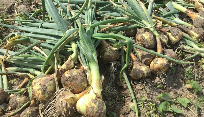 Коли вибирати цибулю з грядки: всі секрети правильного збирання та зберігання