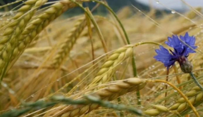 Не підіймайте нічого з землі, щоб не накликати біду: яке свято 19 липня і що треба зробити в цей день
