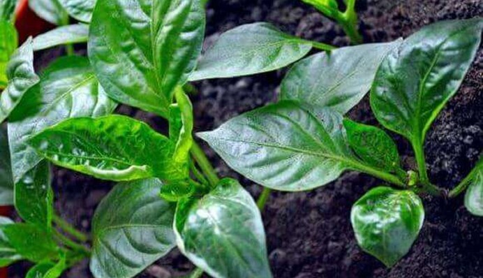 Что делать, если скручиваются листья на перцах: советы опытной огородницы