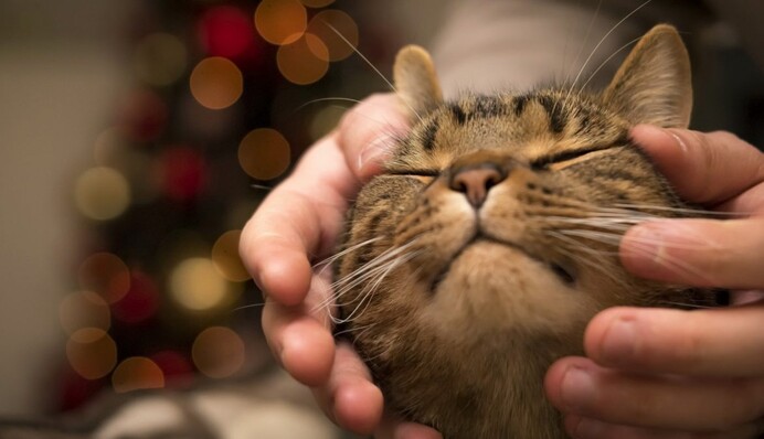 Погладьте сьогодні кішку - вона захистить від біди: яке свято 26 липня і що не можна робити в цей день