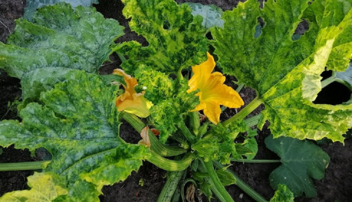 Срочно спасайте урожай: как бороться с вирусной мозаикой кабачков и огурцов