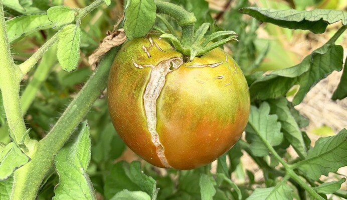 Помидоры трескаются и гниют на кустах: в чем причина и как спасти урожай