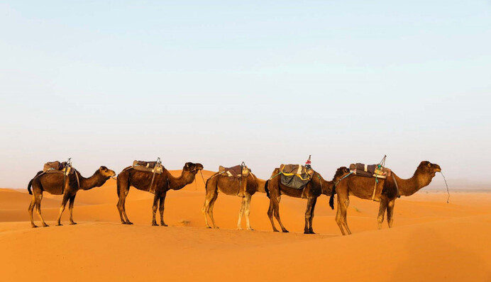 Глазам не верится: найдите на оптической иллюзии странного верблюда