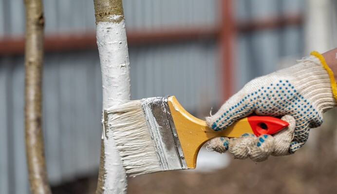 Краще це зробити восени: дачникам нагадали про важливу роботу в саду