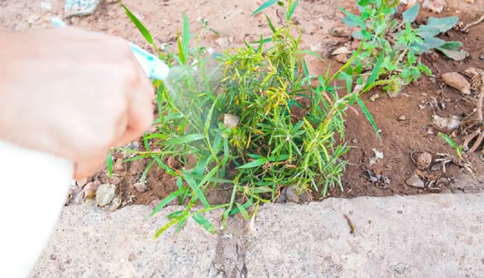 Два продукти з вашої кухні допоможуть знищити бур'яни: як приготувати екологічний засіб