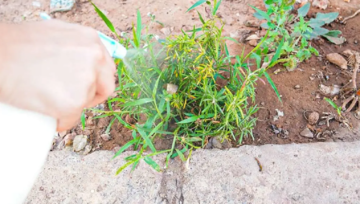 Два продукти з вашої кухні допоможуть знищити бур'яни: як приготувати екологічний засіб