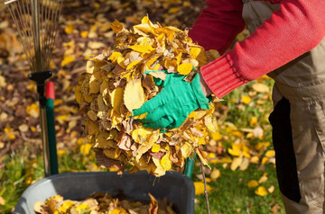 Завершуємо сезон: місячний календар городника на жовтень