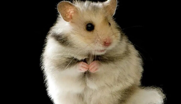 Любите интересные головоломки? Найдите картофелину среди хомяков за 7 секунд