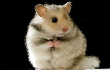 Любите цікаві головоломки? Знайдіть картоплину з-поміж хом'яків за 7 секунд