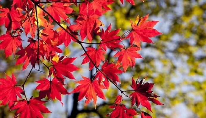 Тренируем внимание: найдите 5 отличий на осенней картинке