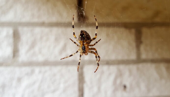 Как выгнать пауков из дома: 5 натуральных средств от незваных гостей