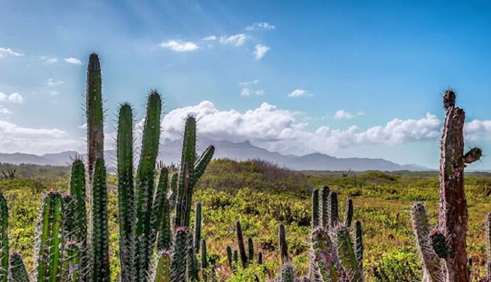 Найдите на картинке кактус без пары – новая головоломка ломает мозг