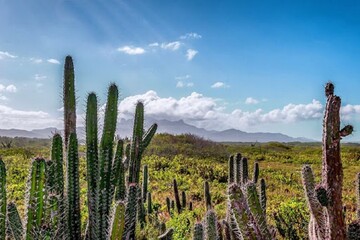 Знайдіть на картинці кактус без пари - нова головоломка ламає мозок