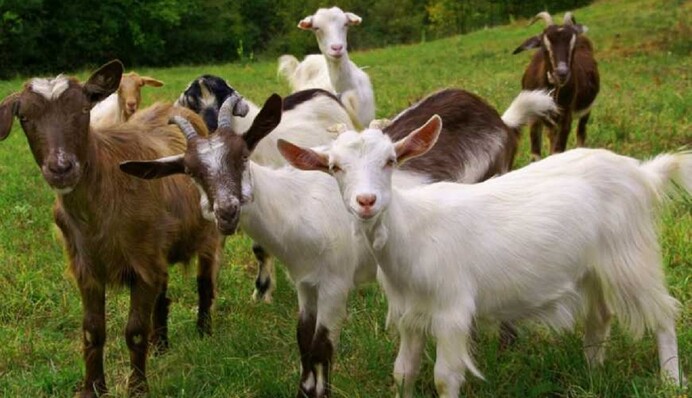 Одна овечка и сто козлят: разгадайте головоломку за 11 секунд