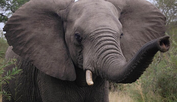 Найдите слона в комнате – у вас есть 11 секунд на эту сложную головоломку