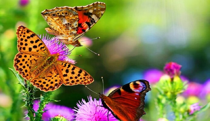 Найдите на картинке особенную бабочку – новая головоломка ломает мозг