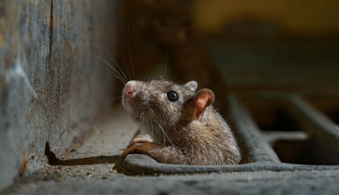 Цей трюк з пляшкою допоможе позбутися мишей у будинку
