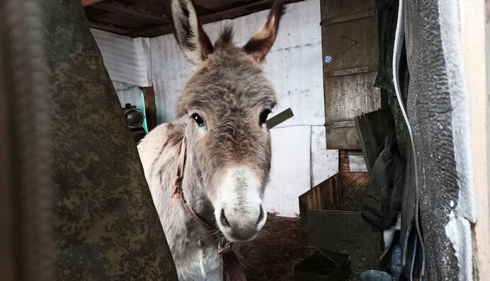 Віслюки в російській армії окупантів стали мемом
