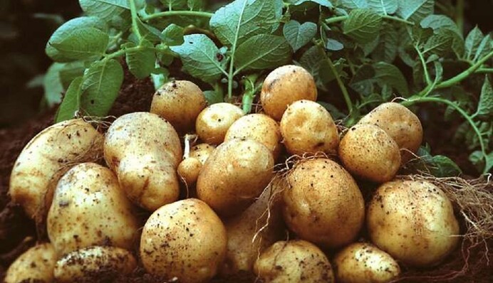 Картофель можно вырастить из семян: секреты опытных огородников