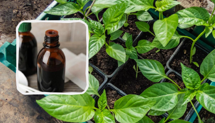 Ідеальне добриво: як підживити розсаду йодом і що це дасть