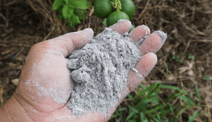 Як підживлювати рослини попелом і коли не можна його використовувати